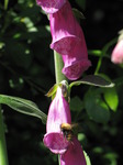 SX06185 Bumblebee (Bombus Agrorum) approaching Foxglove (Digitalis purpurea).jpg